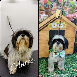 Shih Tzu - Antes e Depois
