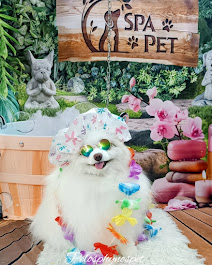 Pet relaxando no Spa