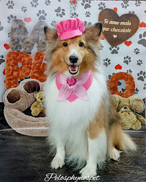 Sheltie com laço rosa