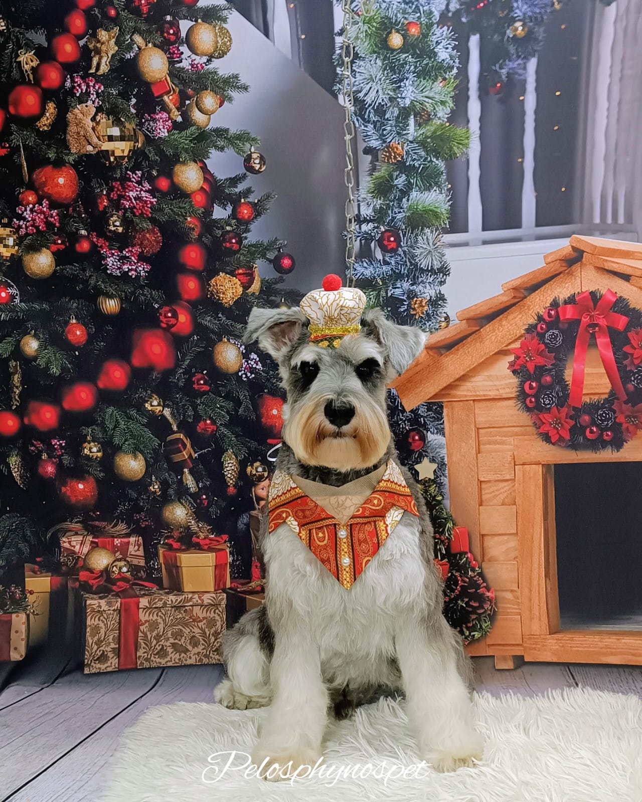 Schnauzer natalino com coroa