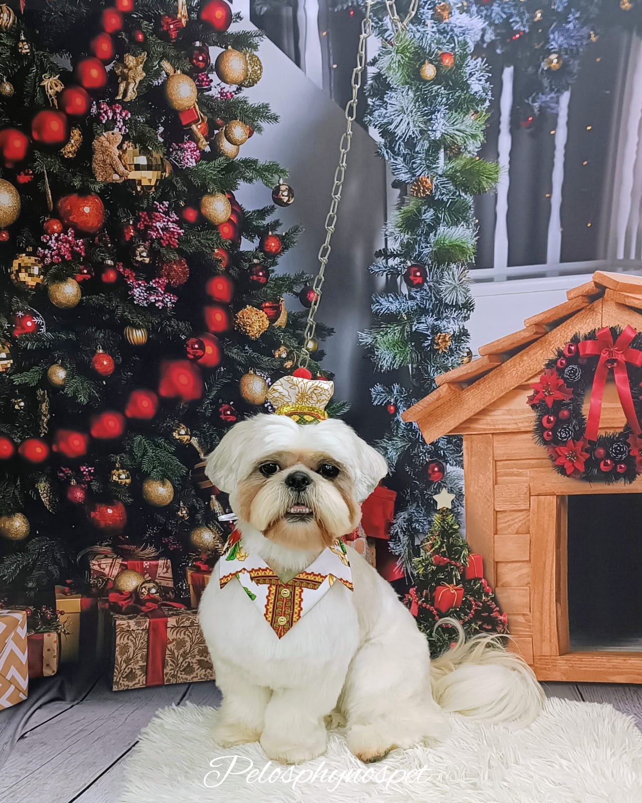 Shih Tzu no ensaio de Natal