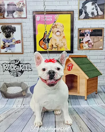 Bulldog Francês feliz