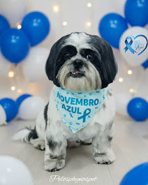 Shih Tzu fofo
