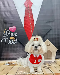 Shih Tzu elegante - Dia dos Pais