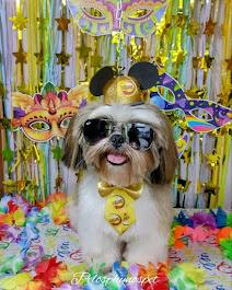 Pet estiloso no Carnaval