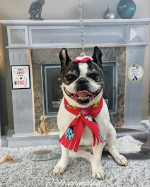 Bulldog Francês natalino