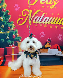 Maltês fofo no Natal